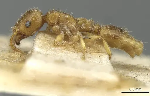 Tetramorium punctatum - CASENT0915054
