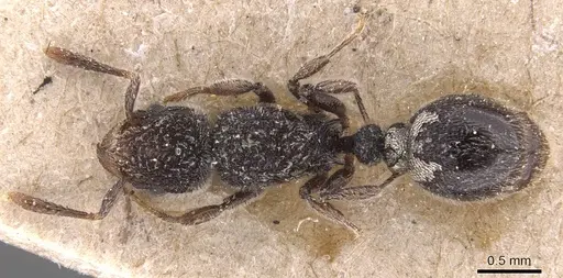 Tetramorium punctiventre specimen