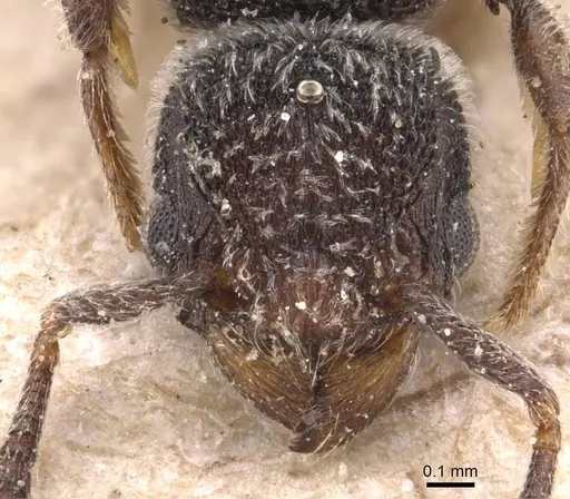 Tetramorium punctiventre specimen