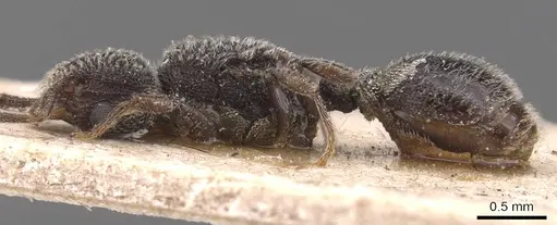 Tetramorium punctiventre specimen