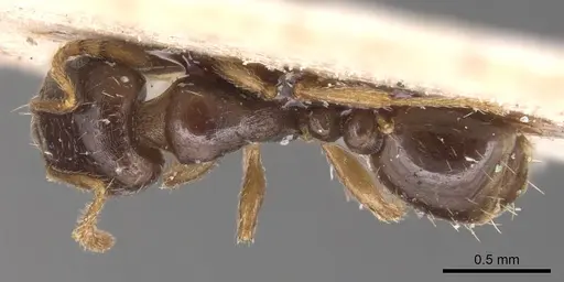 Tetramorium punicum specimen