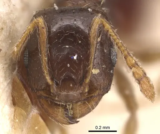 Tetramorium punicum specimen