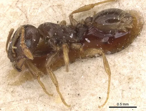 Tetramorium punicum specimen