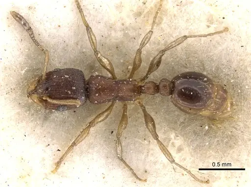 Tetramorium pusillum specimen