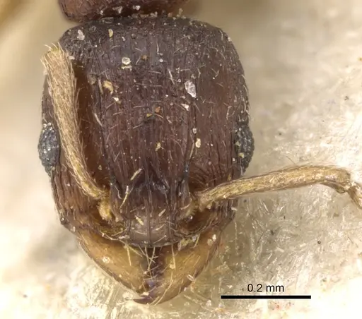 Tetramorium pusillum specimen