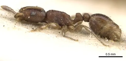 Tetramorium pusillum specimen