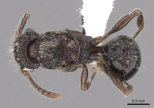 Tetramorium pylacum specimen