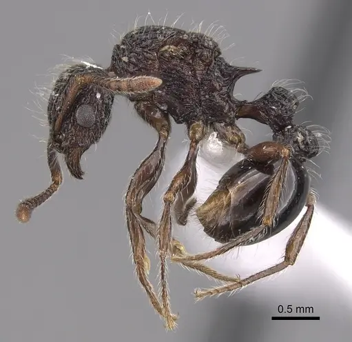 Tetramorium pylacum specimen