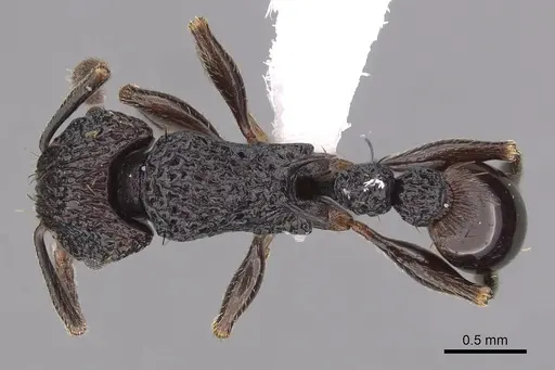 Tetramorium pylacum - CASENT0425958