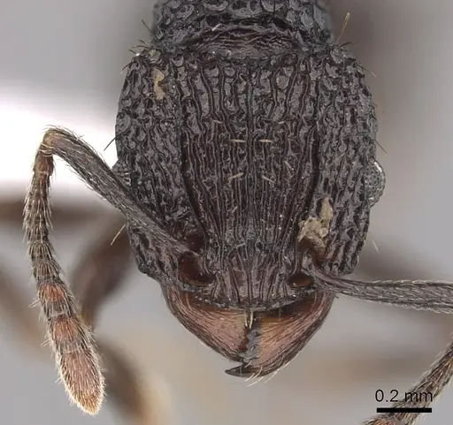 Tetramorium pylacum - CASENT0425958