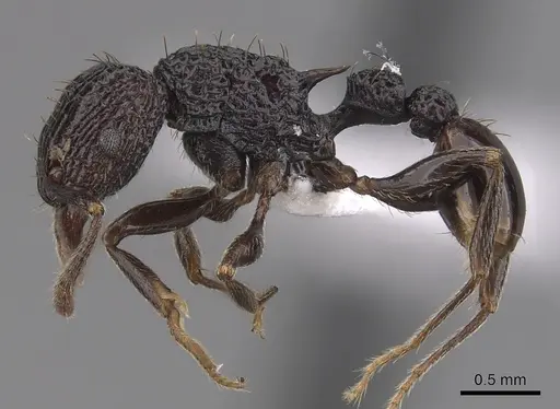 Tetramorium pylacum - CASENT0425958