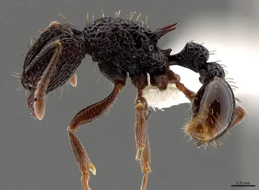 Tetramorium pylacum - CASENT0845486