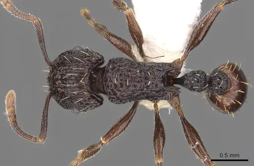 Tetramorium pylacum - CASENT0901205