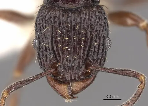 Tetramorium pylacum - CASENT0901205