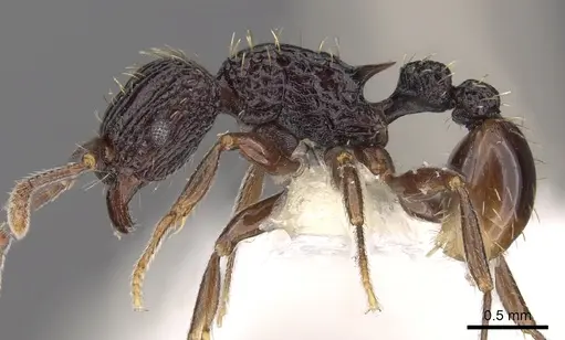 Tetramorium pylacum - CASENT0901205