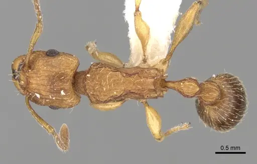 Tetramorium quadridentatum specimen