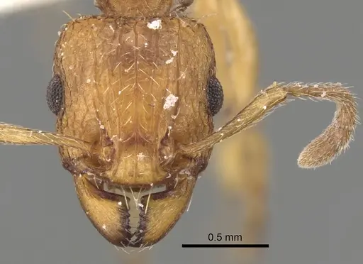 Tetramorium quadridentatum specimen