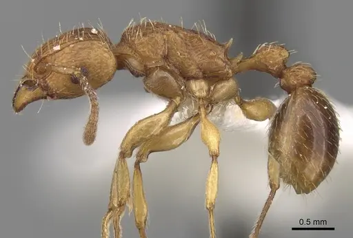 Tetramorium quadridentatum specimen