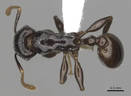 Tetramorium qualarum specimen