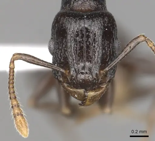 Tetramorium qualarum specimen