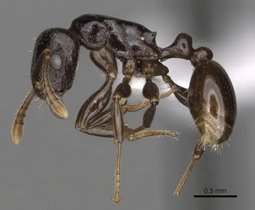Tetramorium qualarum specimen
