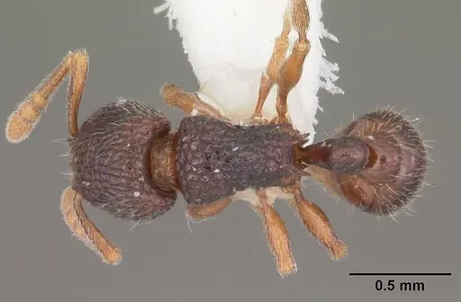 Tetramorium quasirum specimen