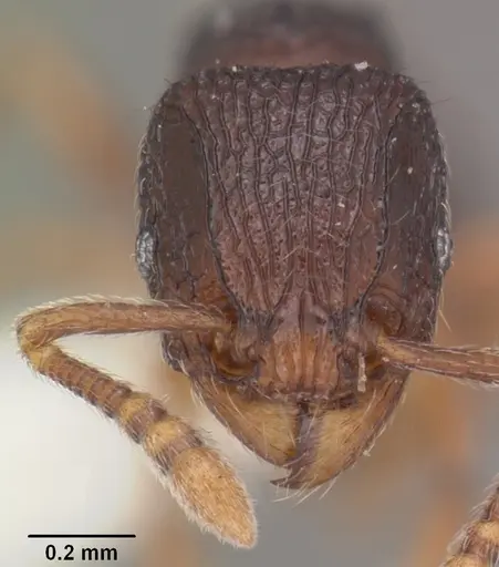 Tetramorium quasirum specimen