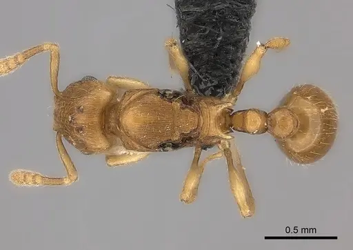 Tetramorium rala specimen