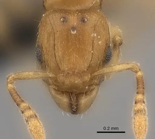 Tetramorium rala specimen