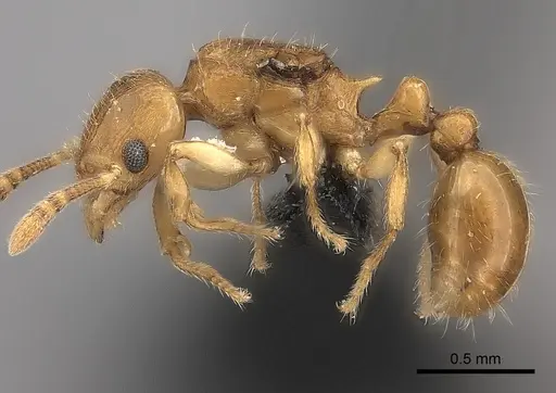 Tetramorium rala specimen