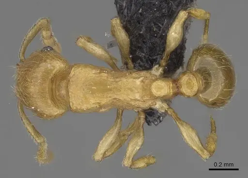 Tetramorium rala - CASENT0046163