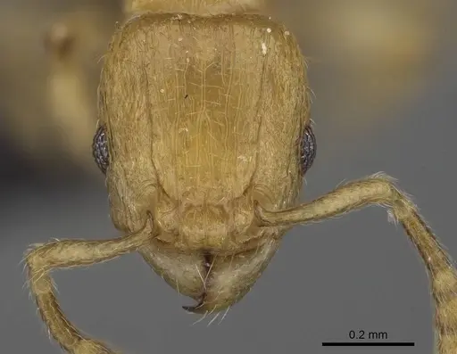 Tetramorium rala - CASENT0046163