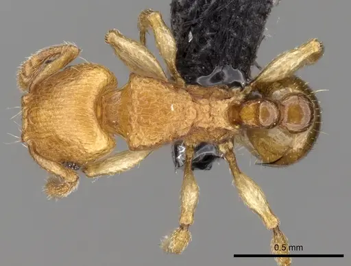 Tetramorium rala - CASENT0162115