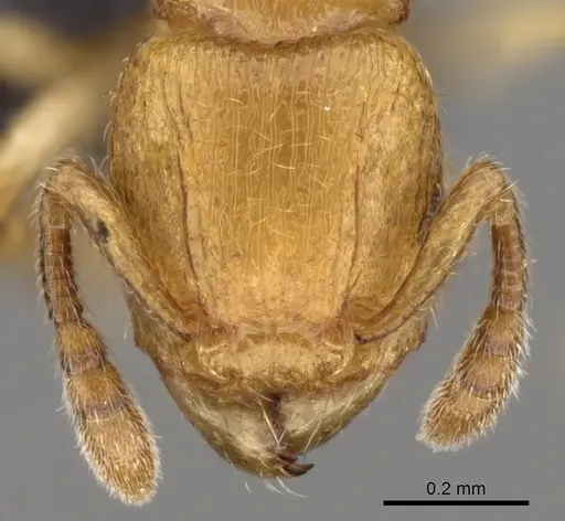 Tetramorium rala - CASENT0162115