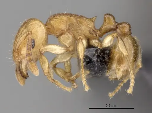 Tetramorium rala - CASENT0162115