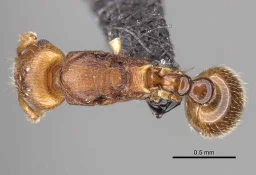 Tetramorium rala - CASENT0235163