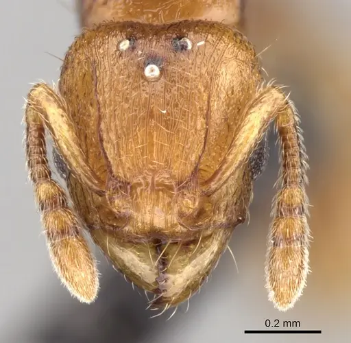 Tetramorium rala - CASENT0235163