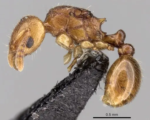 Tetramorium rala - CASENT0235163