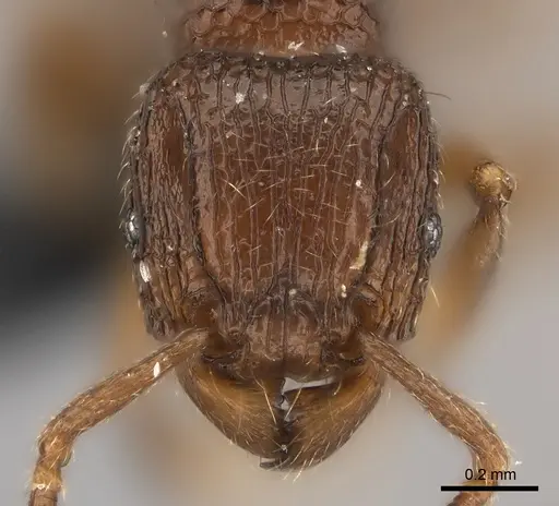 Tetramorium ranarum specimen