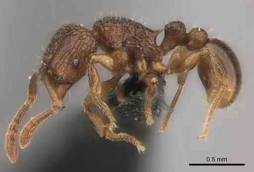 Tetramorium ranarum specimen