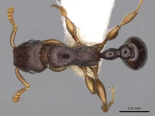 Tetramorium raptor specimen