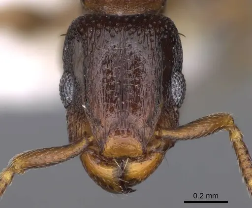 Tetramorium raptor specimen