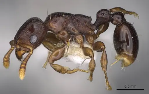 Tetramorium raptor specimen