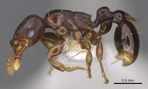 Tetramorium raptor - CASENT0195628