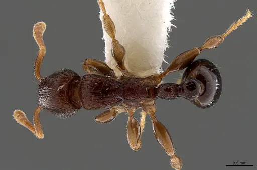 Tetramorium raptor - CASENT0195634