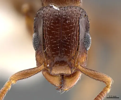 Tetramorium raptor - CASENT0195634