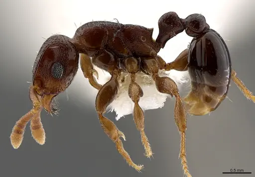 Tetramorium raptor - CASENT0195634