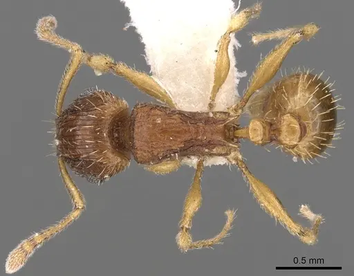 Tetramorium regulare specimen
