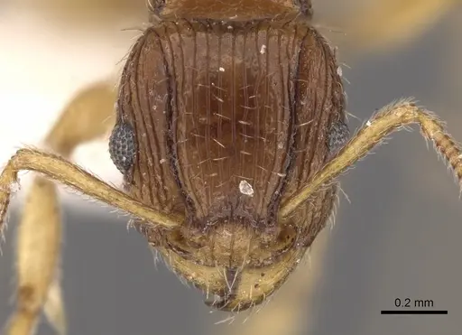Tetramorium regulare specimen