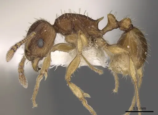 Tetramorium regulare specimen
